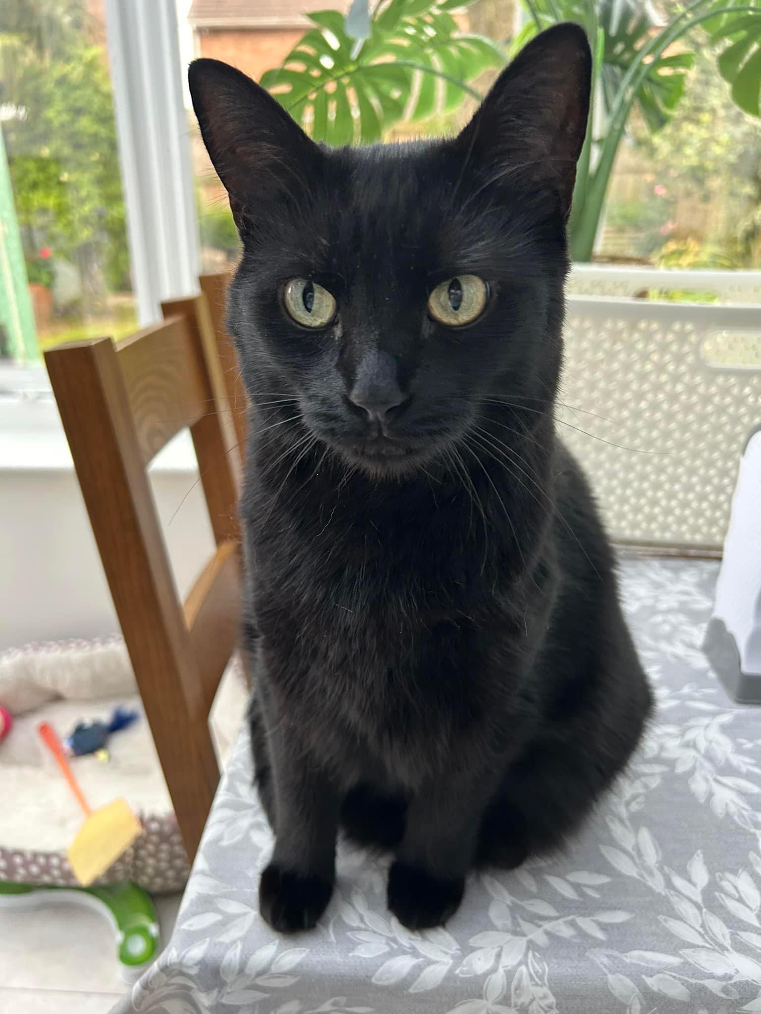 Happy pet (placeholder)